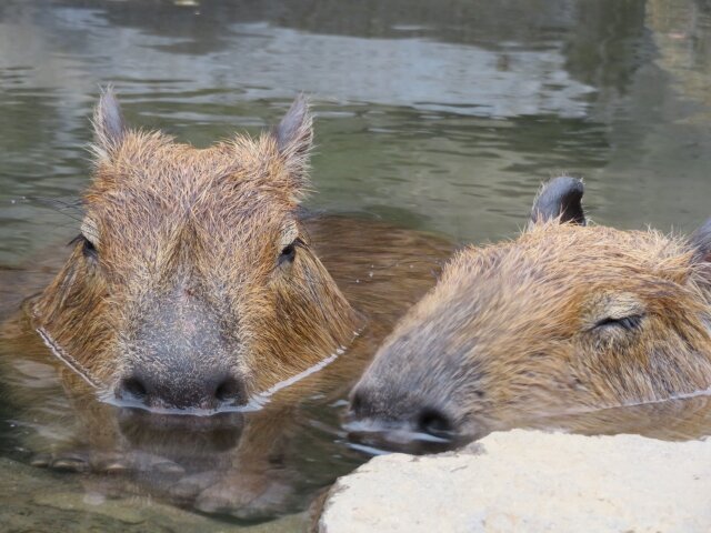 カピバラ