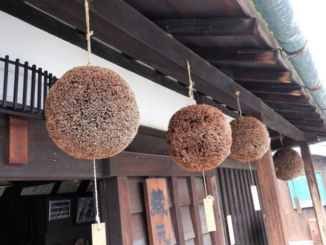 杉玉
