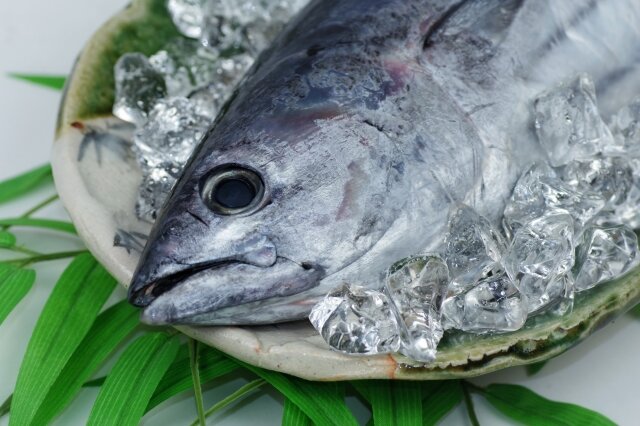 宮崎県のかつおを味わう！南郷町の伝統漁法「かつお一本釣り」とは？