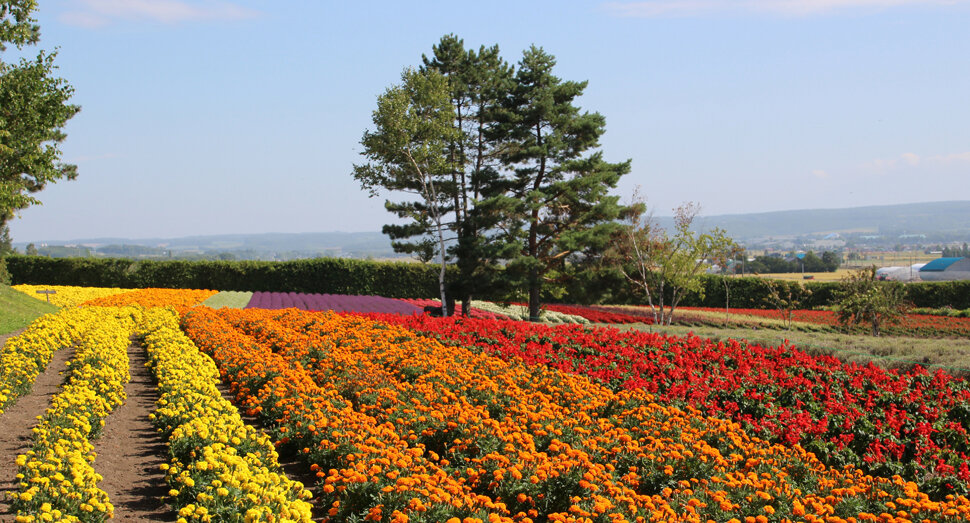 秋のファーム富田(北海道富良野)