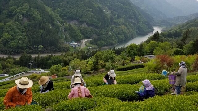 茶摘み体験