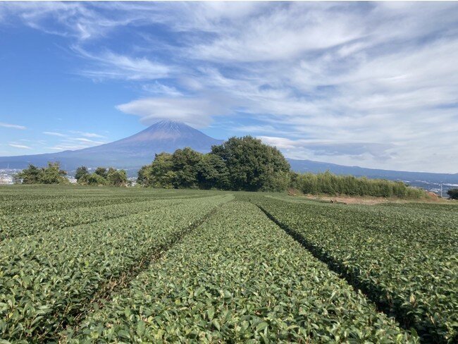 「お茶のやま文」の茶畑