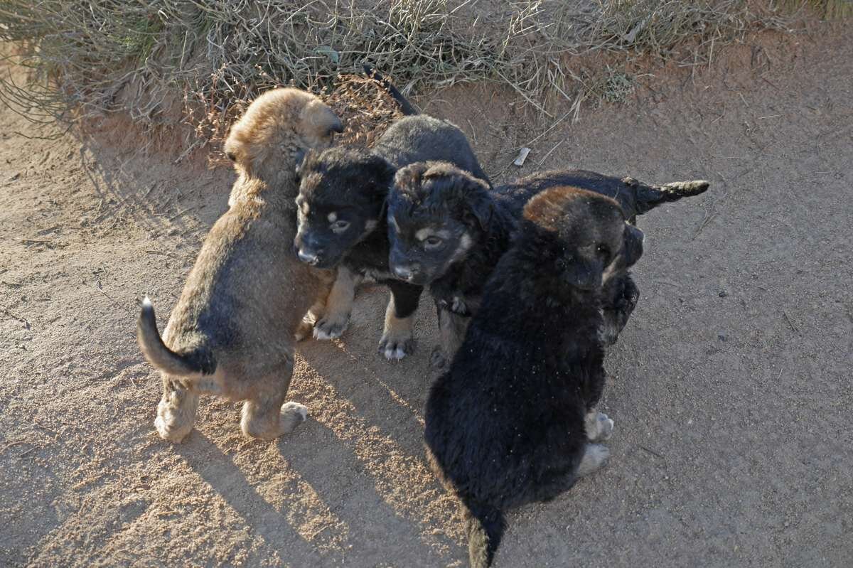 4匹で集まっている子犬たち