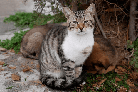 ジト目でこちらを見つめる猫