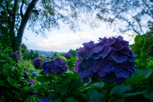大分県豊後大野市の大辻公園に咲く紫陽花