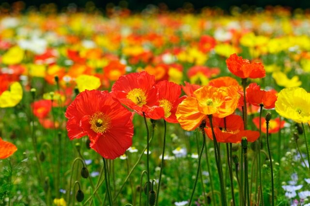 ポピーの花