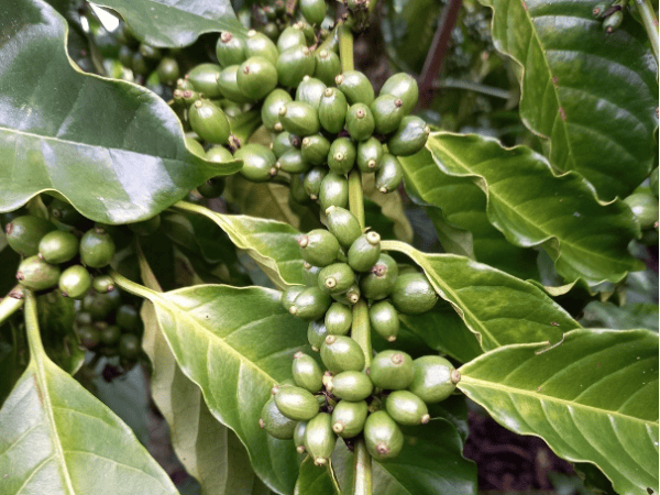 Future Coffee Farmのコーヒーの果実