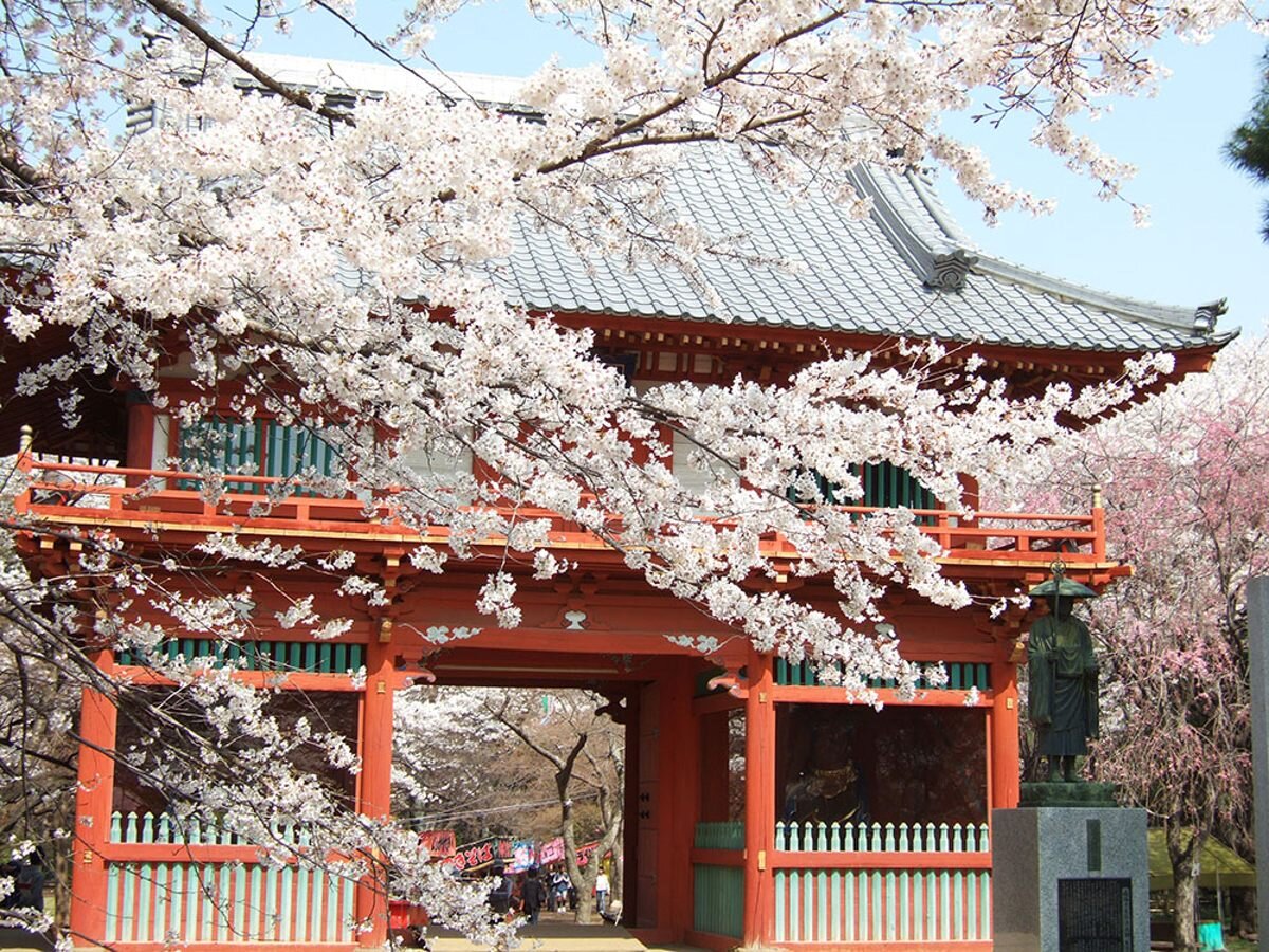 清水公園の仁王門と桜