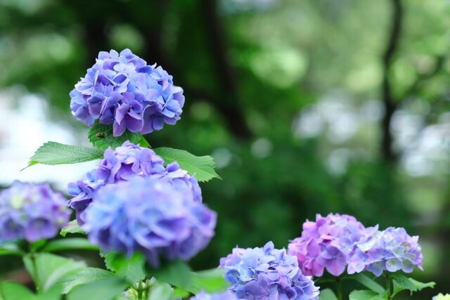岡山県の紫陽花