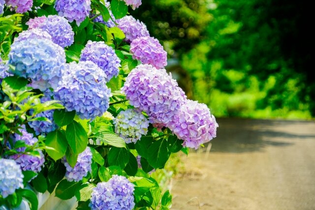 岡山県の紫陽花