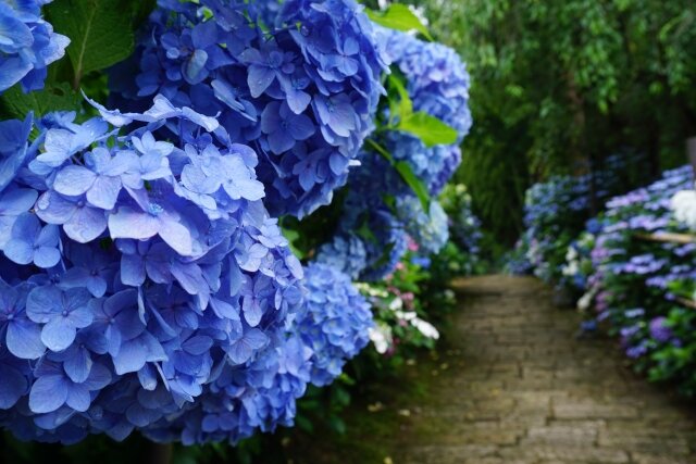 優美な風景、紫陽花を岡山で愉しむ