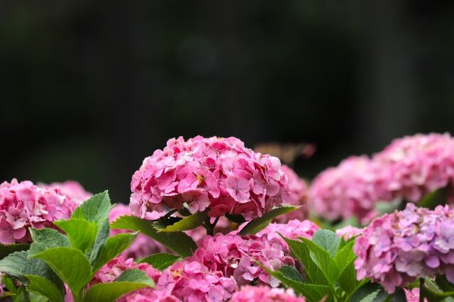 岡山県の紫陽花