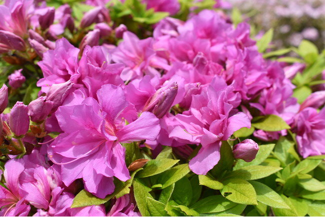 箱根・芦ノ湖畔「山のホテル」に咲く貴重種ツツジ「紫麾」