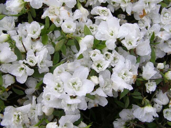 箱根・芦ノ湖畔「山のホテル」に咲く貴重種ツツジ「白万葉」