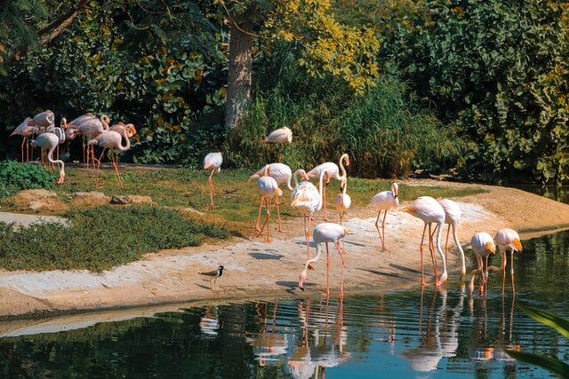 ドバイの公園に生息するピンクフラミンゴ