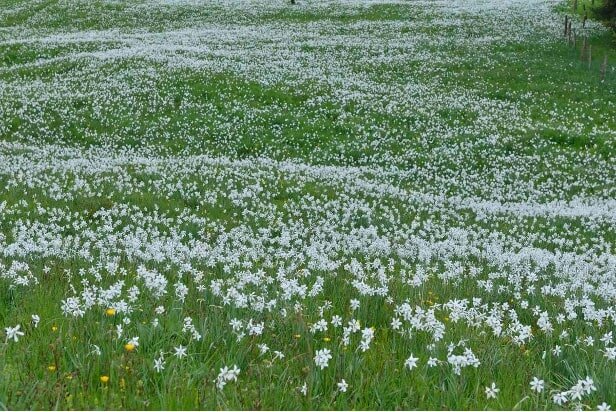 スイスのナルシスの花畑