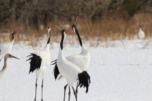 北海道鶴居村に生息するタンチョウ