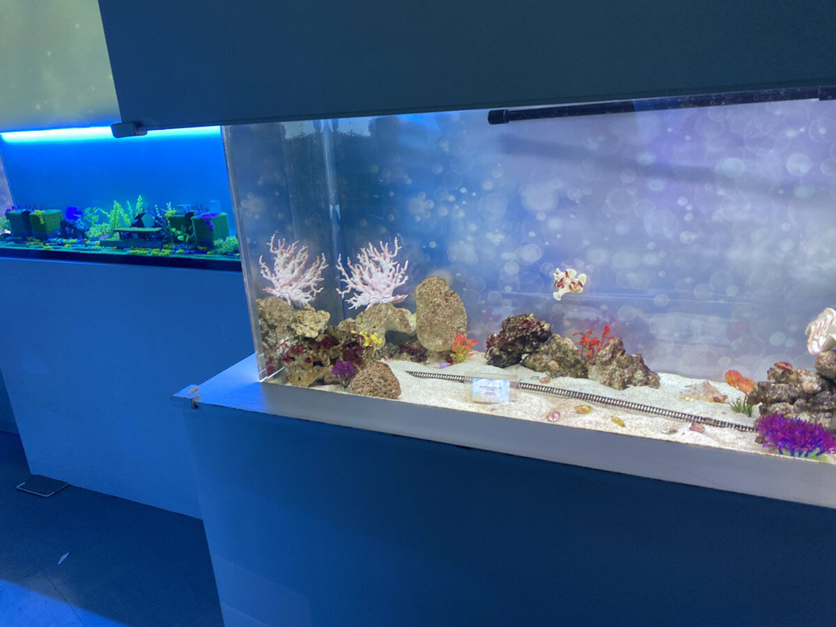 マクセルアクアパーク品川ryugufestivalのUMIMACHI CORRIDOR -海街コリドー-の水槽
