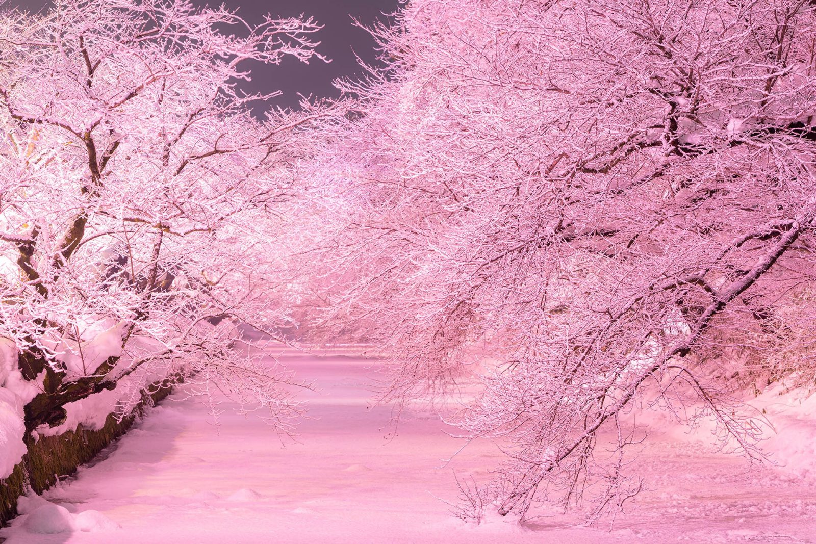 桜と雪のコラボレーション青森県弘前市で幻想的な冬景色を