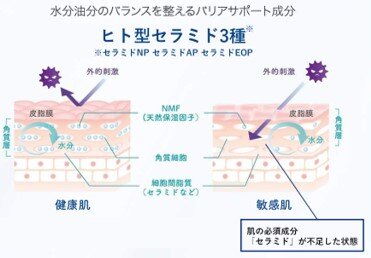 ヒト型セラミドの解説