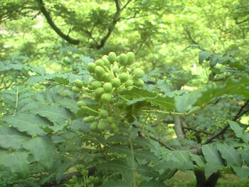 和歌山県のブドウ山椒