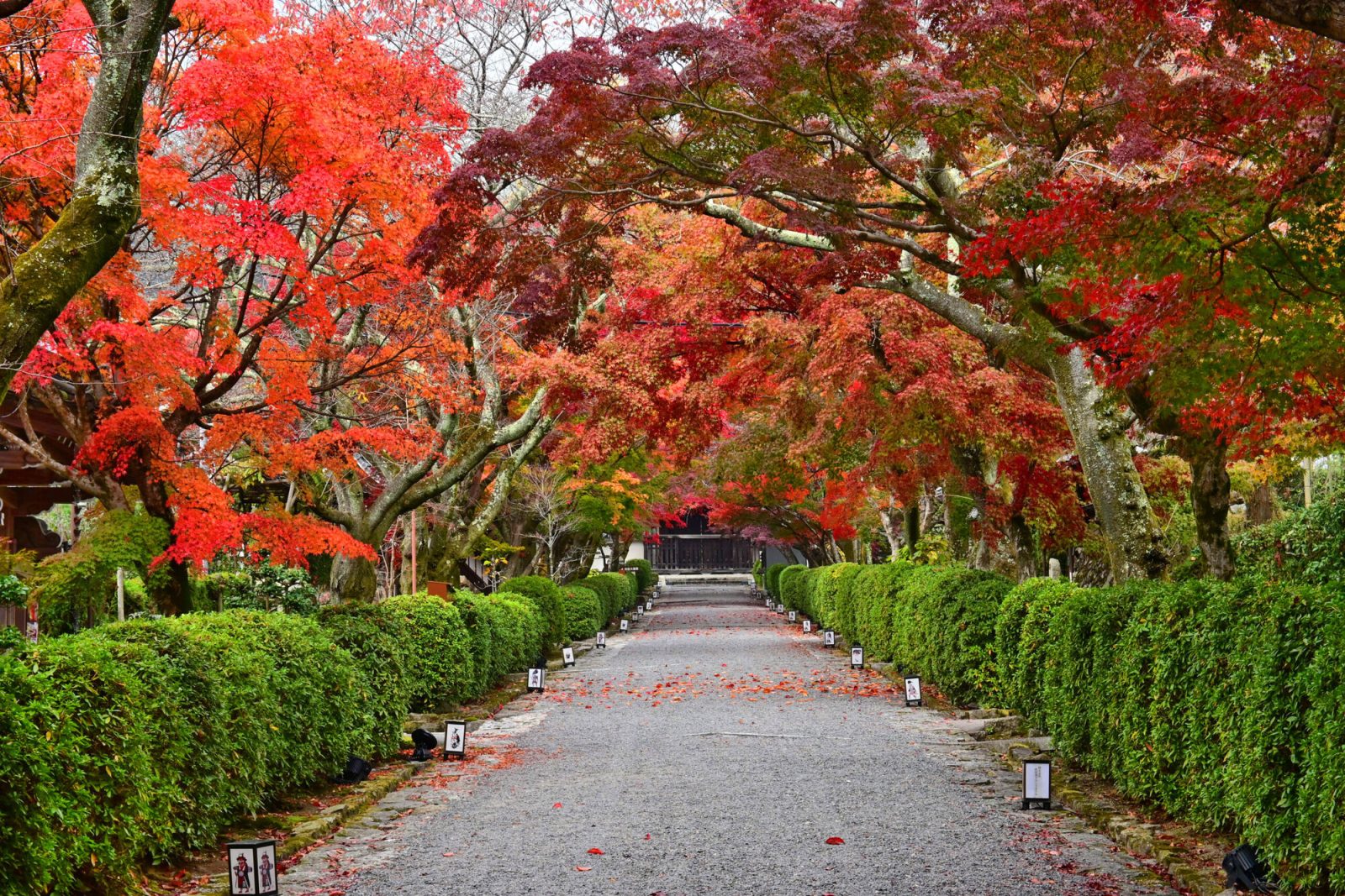 関西の紅葉スポット「西教寺」(滋賀県)