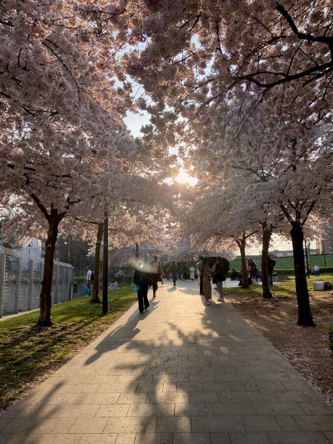 スイスコテージ桜